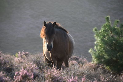 Horse standing in a field