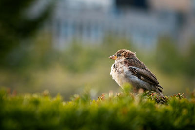 Close-up of bird perching on plant