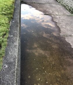 Reflection of trees in puddle