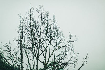 Low angle view of bare tree against clear sky