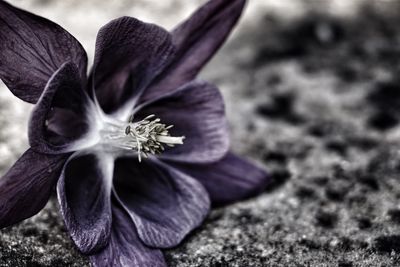 Close-up of purple crocus