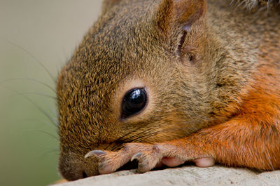 Close-up of squirrel on rock