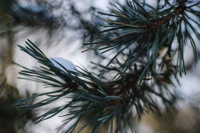 Close-up of pine tree