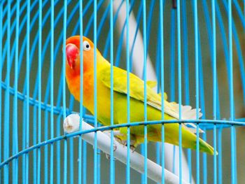 Close-up of parrot in cage