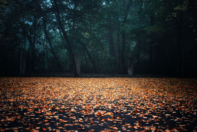 Scenic view of trees at night