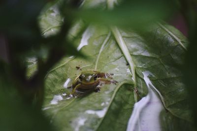 Close-up of insect on leaf