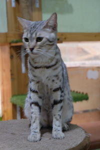 Close-up of cat looking away