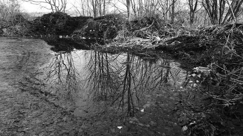 Reflection of trees in lake