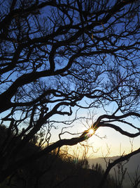 Low angle view of silhouette trees against sky during sunset