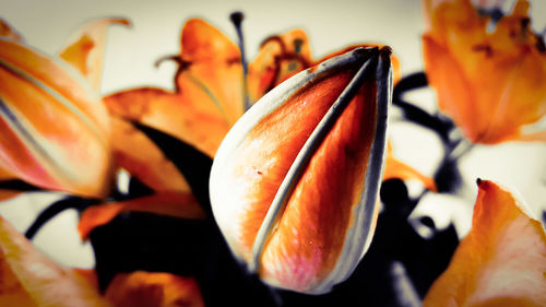 Close-up of orange flower