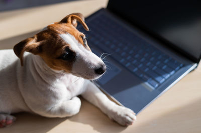 Close-up of dog