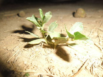 Close-up of fresh green leaves