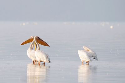 View of birds in sea against sky