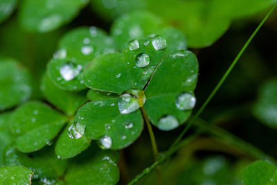 Close-up of water drops on leaves