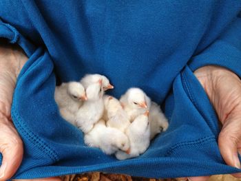 Midsection of man holding baby chickens