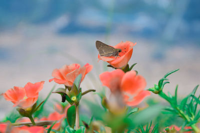 Close-up of butterfly pollinating on flower