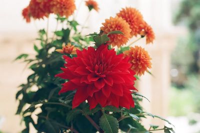 Close-up of red flowers