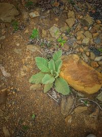 High angle view of plant