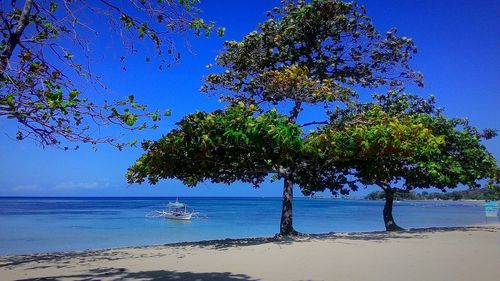 Trees on beach against clear blue sky