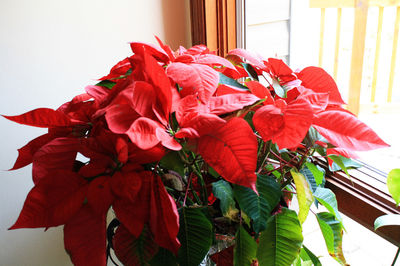 Close-up of red flowers