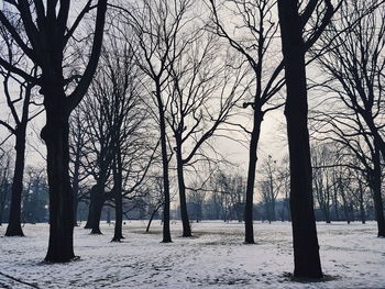 Bare trees on snow covered land