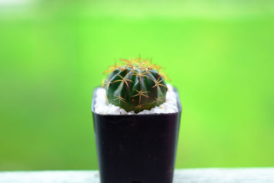 Close-up of potted cactus plant