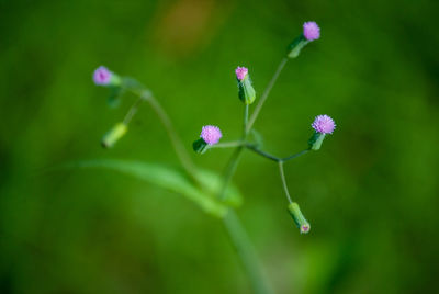 Close-up of purple flowering plant