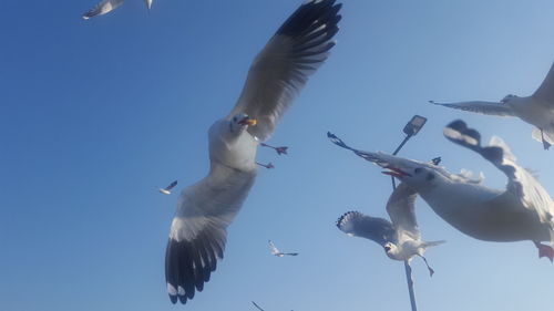 Low angle view of seagulls flying