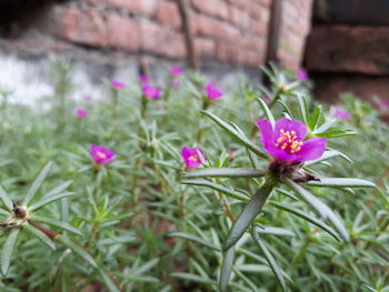 Close-up of pink flowering plant