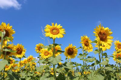 Close-up of yellow flowers blooming on field against clear sky