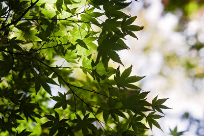 Low angle view of tree