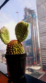Close-up of succulent plant on table in city