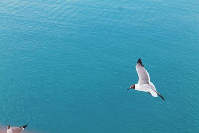 Seagull flying over sea