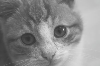 Close-up portrait of cat