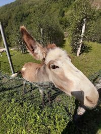 Horse in a field