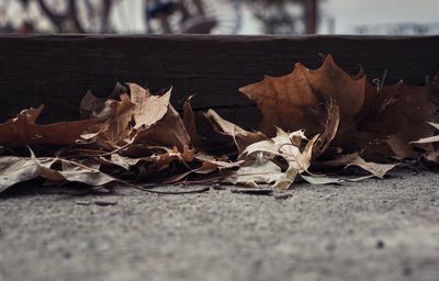 Close-up of fallen maple leaves