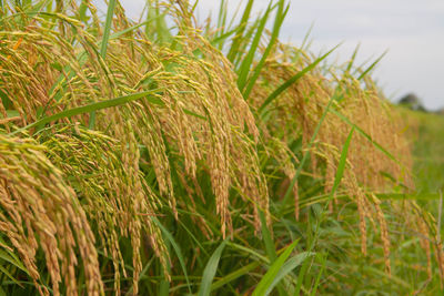 Close-up of crops growing on field