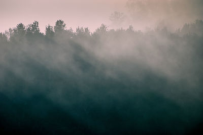 Scenic view of forest against sky