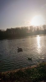 View of ducks swimming in lake