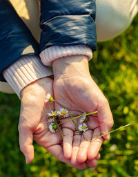 Person holding chamomile small flowers in open palms high angle view.