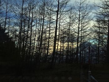 Bare trees against sky