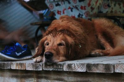 Close-up of dog lying down