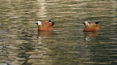 Duck swimming in lake