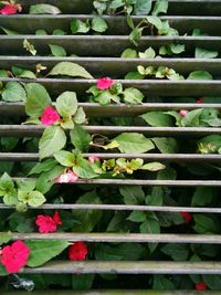 Close-up of plants