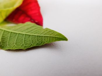 Close-up of leaves