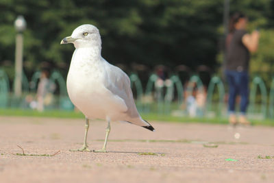 Close-up of seagull perching outdoors