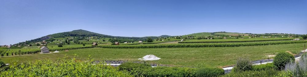 Scenic view of field against clear blue sky