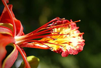 Close-up of red flowers