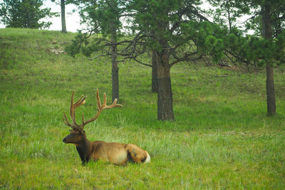 Deer in a field