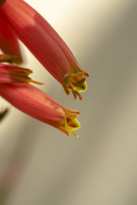 Close-up of yellow flower